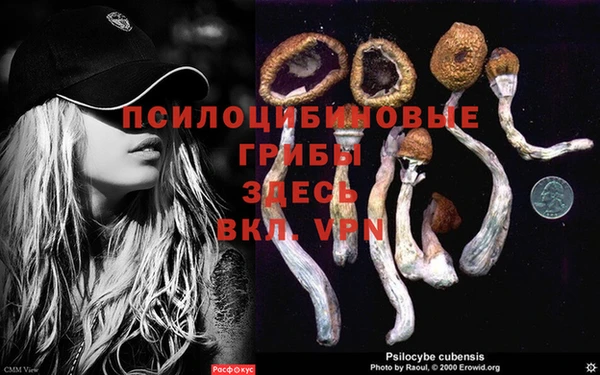 гашик Зеленокумск